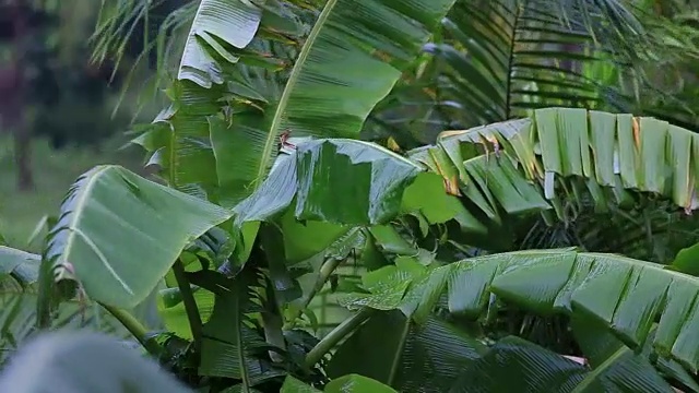 泰国潘干岛，热带风和雨落在绿色的棕榈树叶子上视频素材