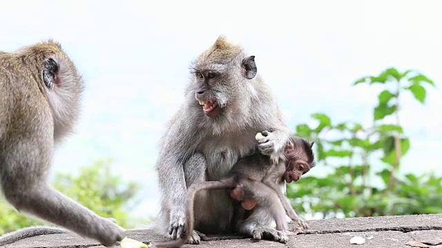 印度尼西亚巴厘岛乌布神圣猴林中的猴子一家视频素材