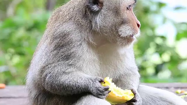 印度尼西亚巴厘岛乌布神圣猴林中的猴子一家视频素材