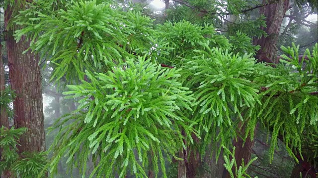 无人机拍摄;日本富山田山地区的日本红雪松。视频素材