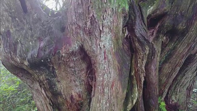 无人机拍摄;日本富山田山地区的日本红雪松。视频素材