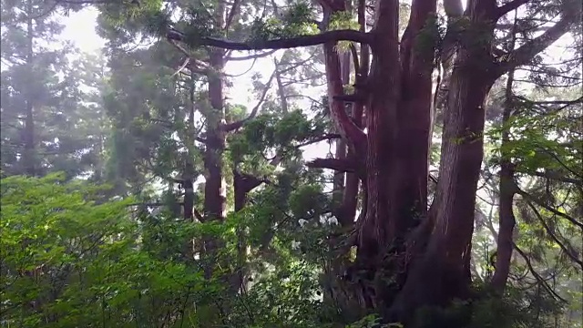 无人机拍摄;日本富山田山地区的日本红雪松。视频素材