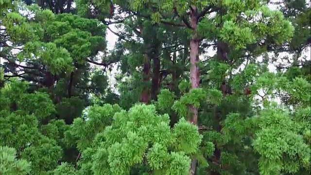 无人机拍摄;日本富山田山地区的日本红雪松。视频素材