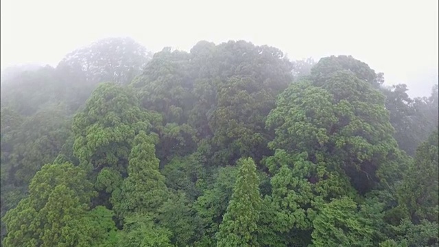 无人机拍摄;日本富山田山地区的日本红雪松。视频素材