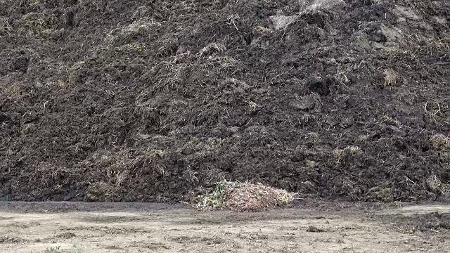 乡下的粪堆。农场田里的一堆粪便。牛粪和稻草制成的肥料。视频素材