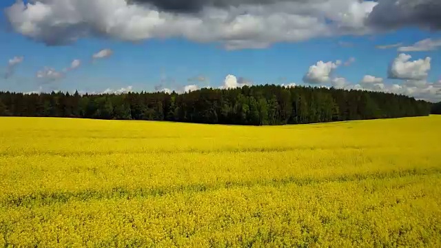 4 k。在春日阳光明媚的油菜田上空飞行起飞，鸟瞰全景视频素材