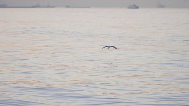 海鸥在海面上视频素材