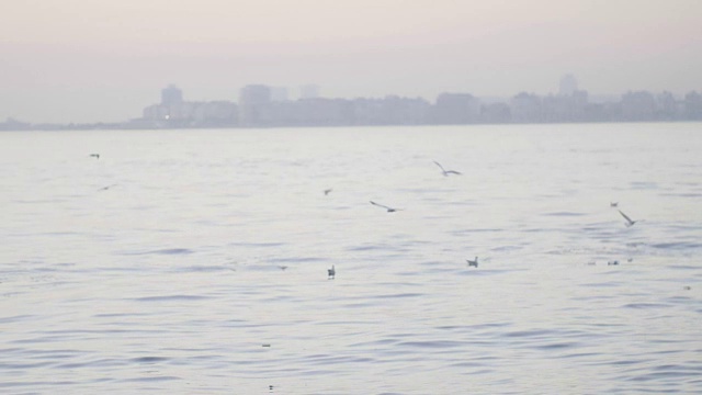 海鸥在海面上视频素材