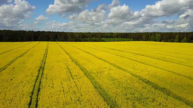 4 k。鸟瞰春天盛开的黄色油菜田，晴空万里视频素材