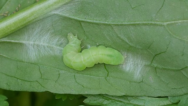 绿色的蝴蝶虫在蔬菜上移动视频素材