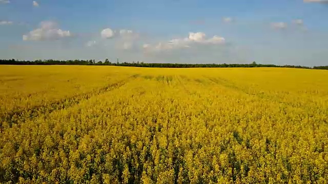 4 k。在春日阳光明媚的黄花油菜田上空飞行起飞，空中全景动态画面视频素材