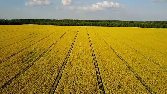 4 k。鸟瞰春天盛开的黄色油菜田，晴天鸟瞰全景视频素材