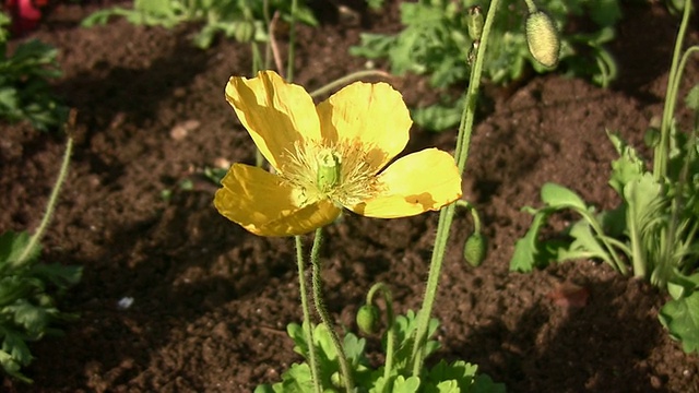 草原黄花视频素材