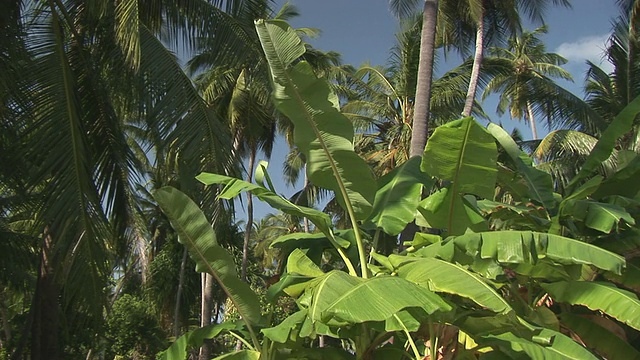 热带植物视频素材