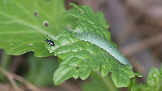 花园里蔬菜上的害虫视频素材