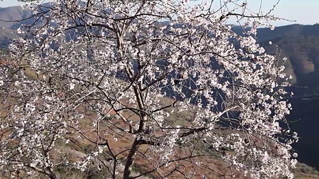 在蓝天下，杏树的枝桠上开满了白色和粉红色的花朵视频素材