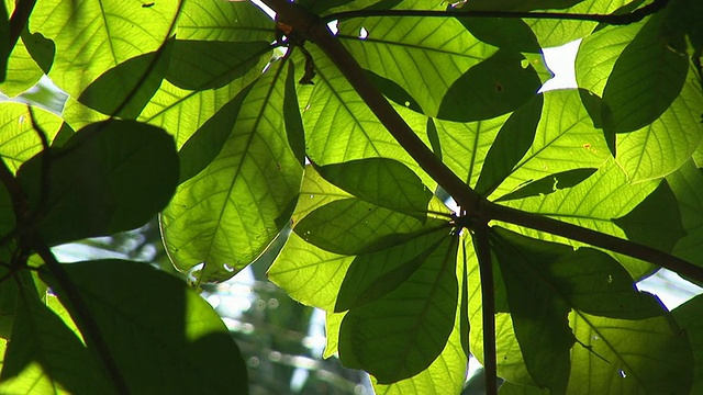 热带植物视频素材