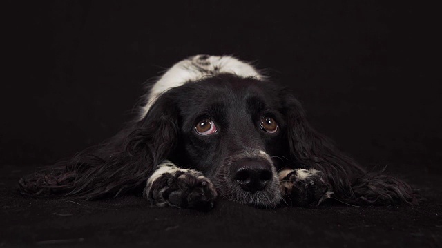 美丽的雌性西班牙猎犬谎言和是有趣的看周围的黑色背景库存录像视频素材