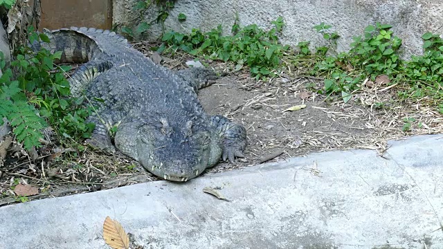 鳄鱼趴在地上休息视频素材