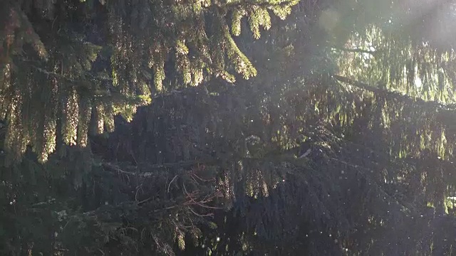 白雪覆盖的云杉和飘落的雪花视频素材