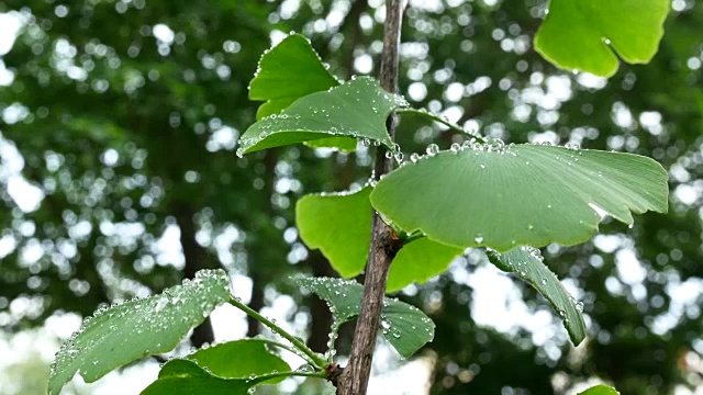 银杏叶与水滴的细节。倾斜。视频素材