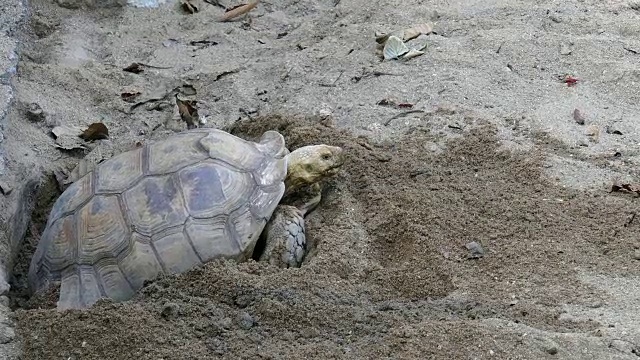 海龟在沙地上。在大自然中休息的乌龟视频素材