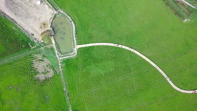 泰国那空那ok的田野和竹桥视频素材