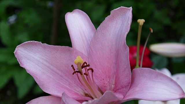 粉色植物黄百合细节特写高清镜头-草本虎百合花视频视频素材