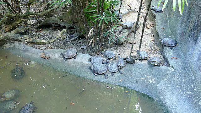 乌龟在池塘边休息。乌龟在沼泽里游泳视频素材