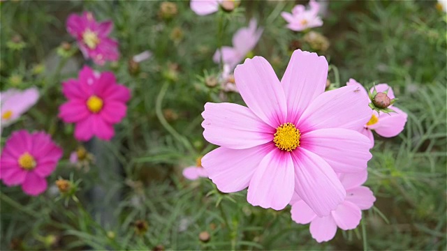 宏美丽的粉红色雏菊或宇宙在风中bipinnata Cav视频素材