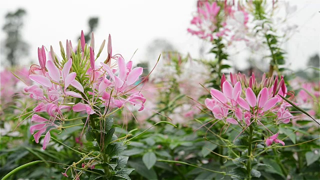 美丽的Cleome spinosa Jacq花或蜘蛛花视频素材