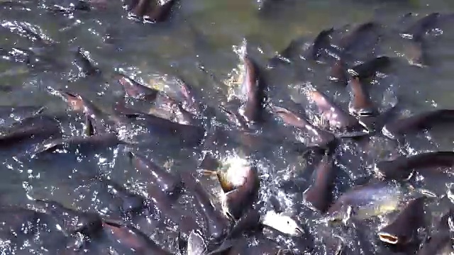 虹彩鲨鱼鱼或鲨鱼鲶鱼，原产于湄南河，一群虹彩鲨鱼鱼的饲料为使功绩视频素材