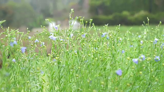 雏菊和草地在雨天的早晨视频素材