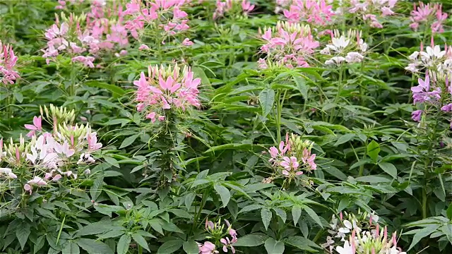 美丽的Cleome spinosa Jacq花或蜘蛛花视频素材