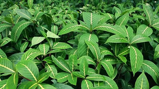 热带雨林;植物群落视频素材