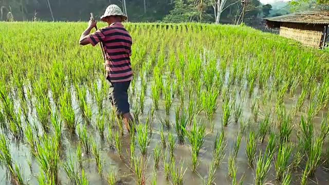 在印度尼西亚巴厘岛的稻田里劳作的农民视频素材