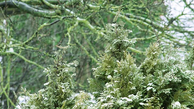 雪花落在花园里的草药上视频素材