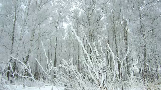 冬季森林霜冻阴天视频素材