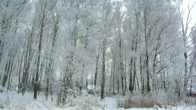 冬季森林霜冻阴天视频素材