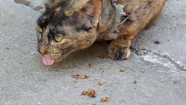 条纹小猫在地上吃东西视频素材