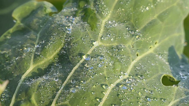 水白菜视频素材