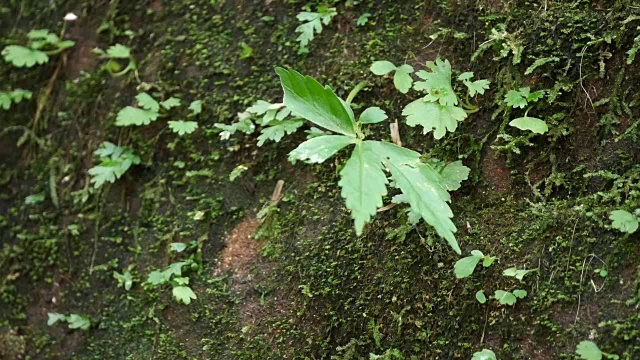 特写蕨类植物视频素材