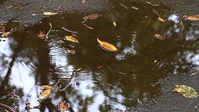 落叶落在水坑和沥青上。用手拍摄的视频视频素材