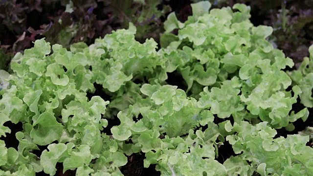 蔬菜有机蔬菜和水培蔬菜卷心菜生长在农民的田地里视频素材