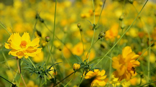 黄色的宇宙花和蜜蜂飞视频素材