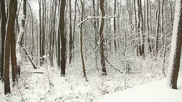 冬天下雪在白色的森林里视频素材