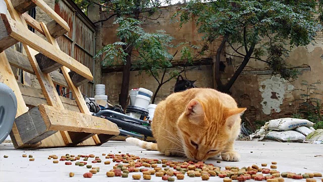 在一个废弃的房子的后院里吃干猫粮的猫视频素材