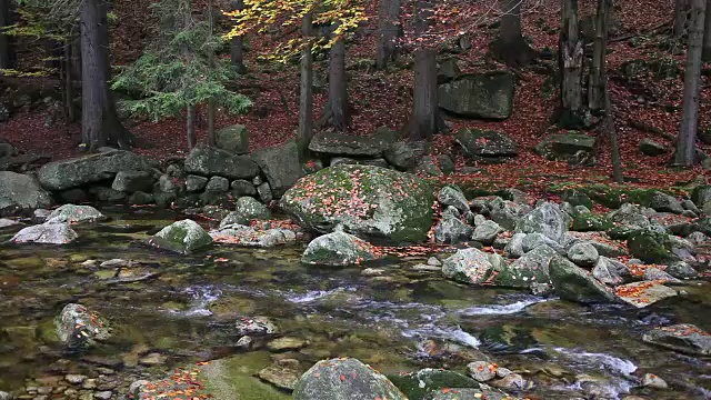 秋山森林中的小溪视频素材