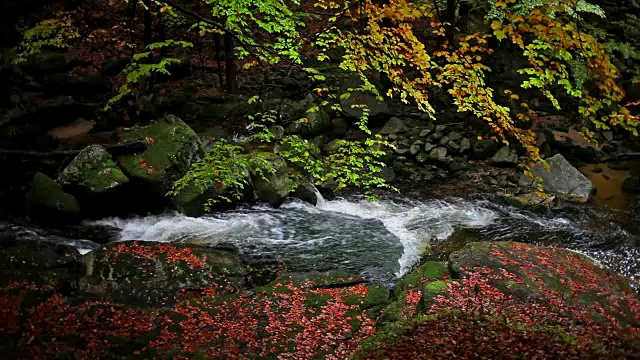 秋天森林山溪风景宁静视频素材