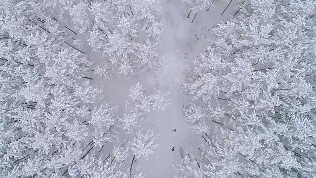 白色的森林视频素材